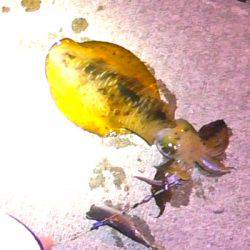 焼津港　アオリイカ釣り